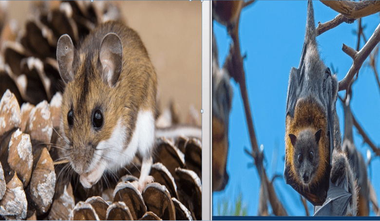 rats and chamgadar