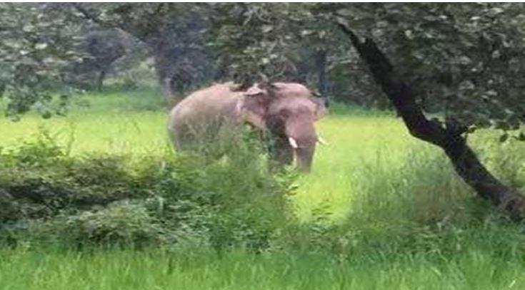 elephant 1