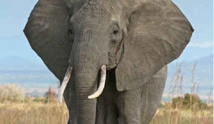 elephant