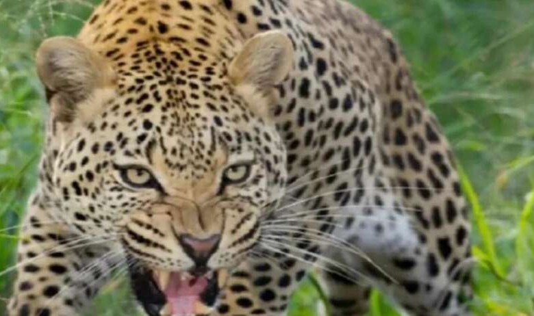 leopard