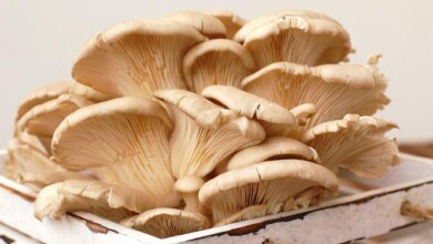 mashroom